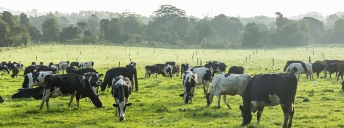 CURRIE-MALANDA-DAIRY