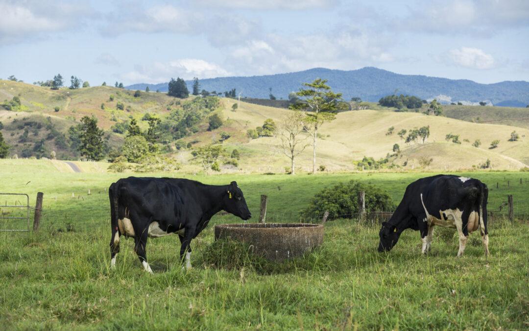 Dairy-Farmers-Milk-Co-Op-CURRIE-MALANDA-DAIRY